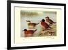 Maccoa and Blue-Billed Ducks-Henrick Gronvold-Framed Premium Giclee Print