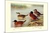 Maccoa and Blue-Billed Ducks-Henrick Gronvold-Mounted Premium Giclee Print