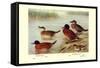 Maccoa and Blue-Billed Ducks-Henrick Gronvold-Framed Stretched Canvas