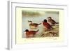 Maccoa and Blue-Billed Ducks-Henrick Gronvold-Framed Art Print