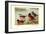 Maccoa and Blue-Billed Ducks-Henrick Gronvold-Framed Art Print