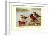 Maccoa and Blue-Billed Ducks-Henrick Gronvold-Framed Art Print