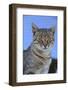 Macedonia, Ohrid and Lake Ohrid, cat.-Emily Wilson-Framed Photographic Print