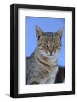 Macedonia, Ohrid and Lake Ohrid, cat.-Emily Wilson-Framed Photographic Print