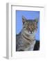 Macedonia, Ohrid and Lake Ohrid, cat.-Emily Wilson-Framed Photographic Print