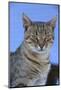 Macedonia, Ohrid and Lake Ohrid, cat.-Emily Wilson-Mounted Photographic Print