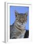 Macedonia, Ohrid and Lake Ohrid, cat.-Emily Wilson-Framed Photographic Print