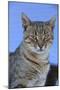 Macedonia, Ohrid and Lake Ohrid, cat.-Emily Wilson-Mounted Photographic Print