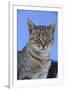 Macedonia, Ohrid and Lake Ohrid, cat.-Emily Wilson-Framed Photographic Print