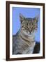 Macedonia, Ohrid and Lake Ohrid, cat.-Emily Wilson-Framed Photographic Print