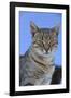 Macedonia, Ohrid and Lake Ohrid, cat.-Emily Wilson-Framed Photographic Print