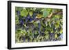 Macedonia, Ohrid and Lake Ohrid, Grapes Growing Along Trellis-Emily Wilson-Framed Photographic Print