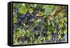Macedonia, Ohrid and Lake Ohrid, Grapes Growing Along Trellis-Emily Wilson-Framed Stretched Canvas