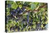 Macedonia, Ohrid and Lake Ohrid, Grapes Growing Along Trellis-Emily Wilson-Stretched Canvas