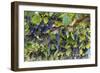Macedonia, Ohrid and Lake Ohrid, Grapes Growing Along Trellis-Emily Wilson-Framed Photographic Print