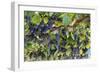 Macedonia, Ohrid and Lake Ohrid, Grapes Growing Along Trellis-Emily Wilson-Framed Photographic Print