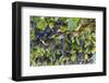 Macedonia, Ohrid and Lake Ohrid, Grapes Growing Along Trellis-Emily Wilson-Framed Photographic Print