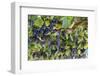 Macedonia, Ohrid and Lake Ohrid, Grapes Growing Along Trellis-Emily Wilson-Framed Photographic Print