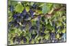 Macedonia, Ohrid and Lake Ohrid, Grapes Growing Along Trellis-Emily Wilson-Mounted Photographic Print