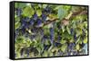 Macedonia, Ohrid and Lake Ohrid, Grapes Growing Along Trellis-Emily Wilson-Framed Stretched Canvas