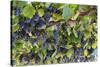 Macedonia, Ohrid and Lake Ohrid, Grapes Growing Along Trellis-Emily Wilson-Stretched Canvas