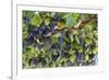 Macedonia, Ohrid and Lake Ohrid, Grapes Growing Along Trellis-Emily Wilson-Framed Photographic Print