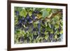 Macedonia, Ohrid and Lake Ohrid, Grapes Growing Along Trellis-Emily Wilson-Framed Photographic Print