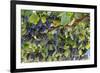 Macedonia, Ohrid and Lake Ohrid, Grapes Growing Along Trellis-Emily Wilson-Framed Photographic Print