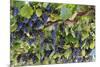 Macedonia, Ohrid and Lake Ohrid, Grapes Growing Along Trellis-Emily Wilson-Mounted Photographic Print