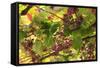 Macedonia, Ohrid and Lake Ohrid, Grapes Growing Along Trellis-Emily Wilson-Framed Stretched Canvas