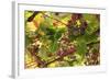 Macedonia, Ohrid and Lake Ohrid, Grapes Growing Along Trellis-Emily Wilson-Framed Photographic Print