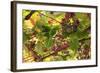 Macedonia, Ohrid and Lake Ohrid, Grapes Growing Along Trellis-Emily Wilson-Framed Photographic Print