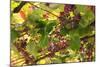 Macedonia, Ohrid and Lake Ohrid, Grapes Growing Along Trellis-Emily Wilson-Mounted Photographic Print