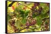 Macedonia, Ohrid and Lake Ohrid, Grapes Growing Along Trellis-Emily Wilson-Framed Stretched Canvas