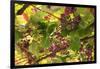 Macedonia, Ohrid and Lake Ohrid, Grapes Growing Along Trellis-Emily Wilson-Framed Photographic Print