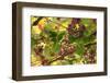 Macedonia, Ohrid and Lake Ohrid, Grapes Growing Along Trellis-Emily Wilson-Framed Photographic Print