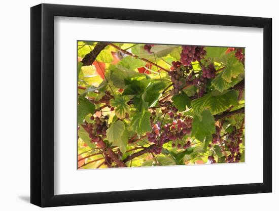 Macedonia, Ohrid and Lake Ohrid, Grapes Growing Along Trellis-Emily Wilson-Framed Photographic Print