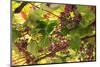 Macedonia, Ohrid and Lake Ohrid, Grapes Growing Along Trellis-Emily Wilson-Mounted Photographic Print