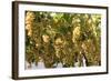 Macedonia, Ohrid and Lake Ohrid, House with Patio of Grape Vines and Grapes Ready to Harvest-Emily Wilson-Framed Photographic Print