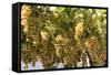 Macedonia, Ohrid and Lake Ohrid, House with Patio of Grape Vines and Grapes Ready to Harvest-Emily Wilson-Framed Stretched Canvas