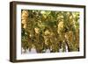 Macedonia, Ohrid and Lake Ohrid, House with Patio of Grape Vines and Grapes Ready to Harvest-Emily Wilson-Framed Photographic Print