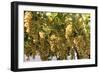 Macedonia, Ohrid and Lake Ohrid, House with Patio of Grape Vines and Grapes Ready to Harvest-Emily Wilson-Framed Photographic Print