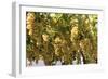Macedonia, Ohrid and Lake Ohrid, House with Patio of Grape Vines and Grapes Ready to Harvest-Emily Wilson-Framed Photographic Print