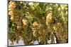 Macedonia, Ohrid and Lake Ohrid, House with Patio of Grape Vines and Grapes Ready to Harvest-Emily Wilson-Mounted Photographic Print