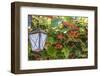 Macedonia, Ohrid and Lake Ohrid, Kiwi Fruits Growing. Lantern-Emily Wilson-Framed Photographic Print