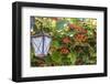 Macedonia, Ohrid and Lake Ohrid, Kiwi Fruits Growing. Lantern-Emily Wilson-Framed Photographic Print