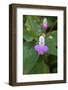 Macedonia, Ohrid and Lake Ohrid, Macedonian Columbine, Wildflower-Emily Wilson-Framed Photographic Print