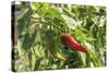 Macedonia, Ohrid and Lake Ohrid, Small Peppers Growing in Garden-Emily Wilson-Stretched Canvas