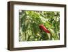 Macedonia, Ohrid and Lake Ohrid, Small Peppers Growing in Garden-Emily Wilson-Framed Photographic Print