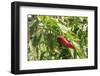 Macedonia, Ohrid and Lake Ohrid, Small Peppers Growing in Garden-Emily Wilson-Framed Photographic Print